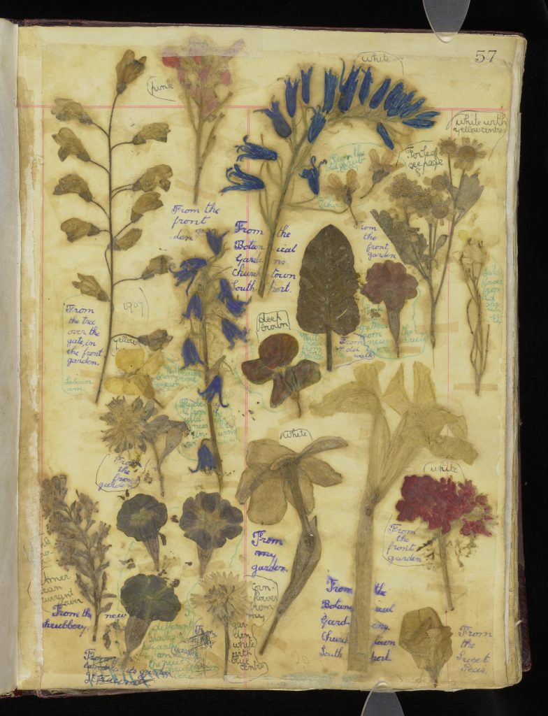 page of pressed flowers